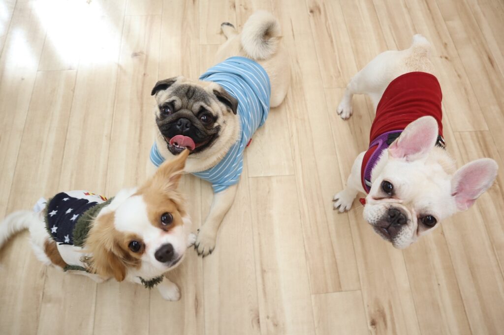 犬の幼稚園,犬の保育園,開業,物件探し,店舗探し,内装