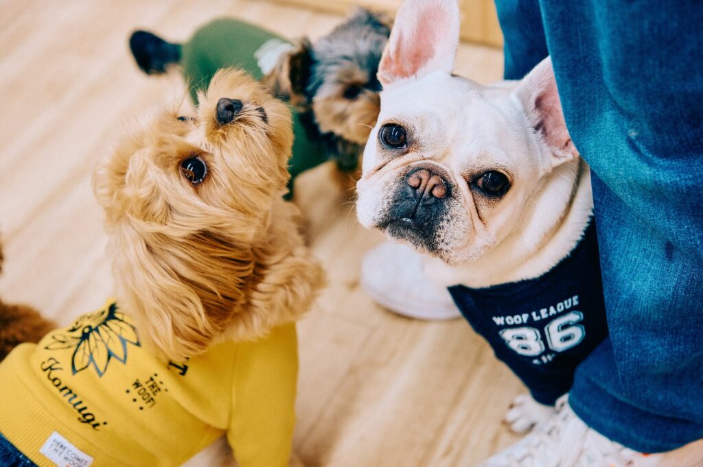 犬の幼稚園,犬の保育園,開業,動物取扱業,動物取扱責任者